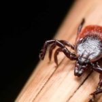 disinfestazione zecche